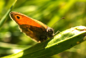 Stock Image: lepidoptera butterfly on green grass summertime