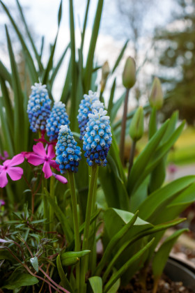 Stock Image: Light Blue Hyacinths in May