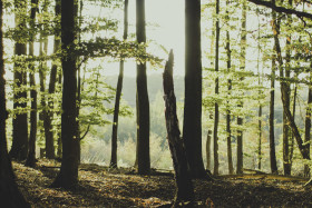 Stock Image: light breaks through the forest