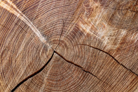 Stock Image: Light brown tree trunk texture with cracks