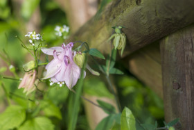 Stock Image: light pink columbine flower