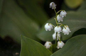 Stock Image: lily of the valley on the side of the trail