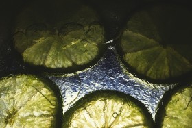 Stock Image: limes in ice