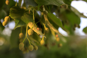 Stock Image: Linden tree with green leaves and small round fruits