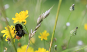 Stock Image: Little bee is collecting nectar from a yellow buttercup flower during the summertime in august