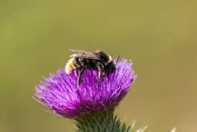 Stock Image: little bee on a thistle