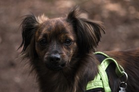 Stock Image: little cute dog in forest portrait