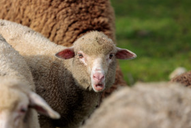 Stock Image: Little lamb sticks out from the flock