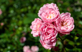 Stock Image: Little pink roses