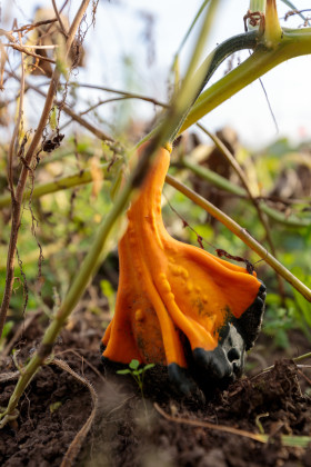 Stock Image: Little pumpkin growing in the garden