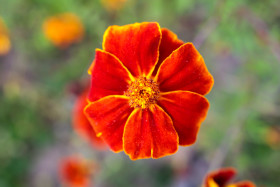 Stock Image: Little red flower