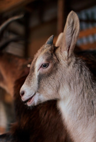 Stock Image: Little young goat in the stable