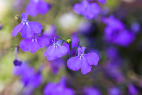 Stock Image: Lobelia erinus