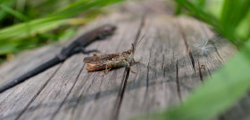 Stock Image: Locust