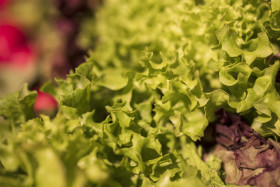 Stock Image: lollo rosso and lollo bionda salad