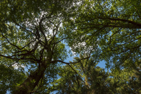 Stock Image: looking up in the forest