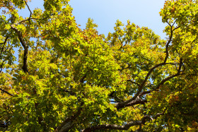 Stock Image: Looking up to a chestnut tree