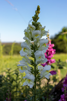 Stock Image: Lupinus albus