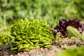 Stock Image: Lush Green Plot Vegetable