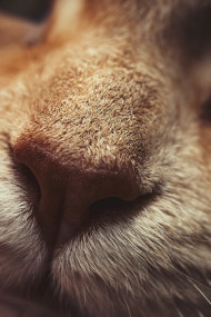 Stock Image: macro shot of a cat nose