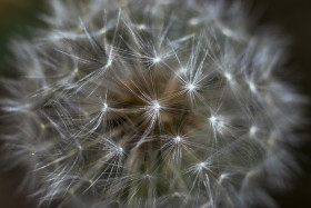 Stock Image: Macro shot of Dandelion