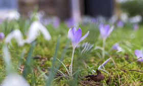 Stock Image: Macro shot of spring violet flowers crocuses with soft background