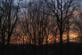 Stock Image: Magical sunrise with tree silhouettes