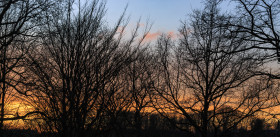 Stock Image: Magical sunrise with tree silhouettes