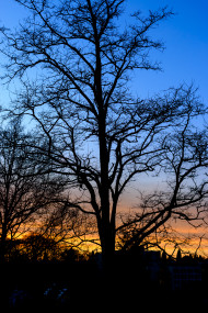 Stock Image: Magical sunrise with tree silhouettes