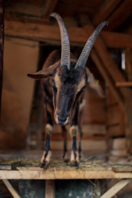 Stock Image: Magnificent brown goat in the stable with long horns