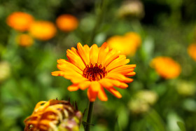 Stock Image: Magnificent marigold shines in the glow of light