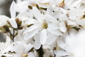 Stock Image: Magnolia Stellata "Royal Star", white blooming flowers.