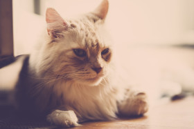 Stock Image: maine coon cat