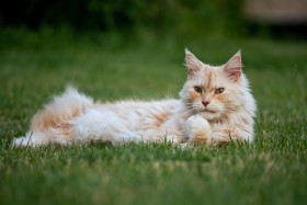 Stock Image: Maine Coon Cat
