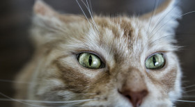 Stock Image: maine coon cat eyes
