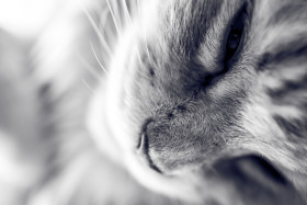 Stock Image: maine coon cat has snuggled up black and white