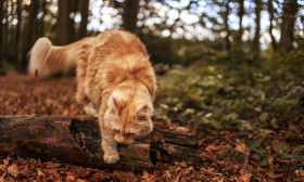 Stock Image: maine coon cat in the forest