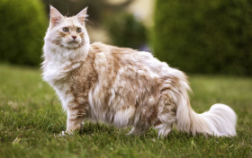 Stock Image: Maine Coon Cat in the garden