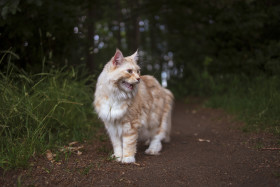 Stock Image: maine coon cat is standing on a forest path and meows