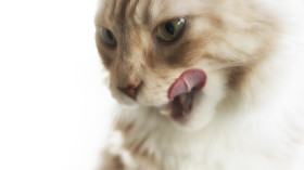 Stock Image: Maine Coon cat licks its mouth isolated on white background