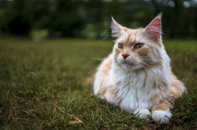 Stock Image: maine coon cat lies in the grass