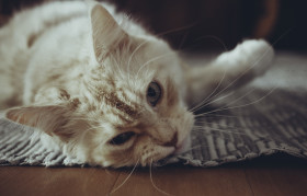 Stock Image: Maine Coon Cat lying on the floor