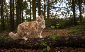 Stock Image: maine coon cat on a fallen tree in a forest