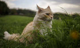 Stock Image: Maine Coon Cat outdoors in nature