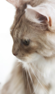 Stock Image: Maine Coon Cat Portrait isolated on white Background