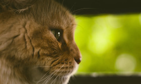 Stock Image: maine coon cat profile green bokeh background