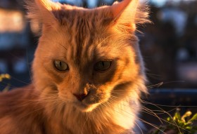 Stock Image: Maine Coon Cat sitting by sunset on the balcony portrait