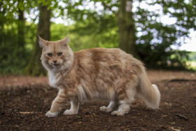 Stock Image: maine coon cat walks through the forest
