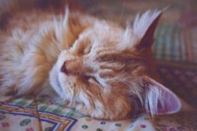 Stock Image: maine coon sleeping