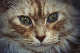 Stock Image: mainecoon cat portrait